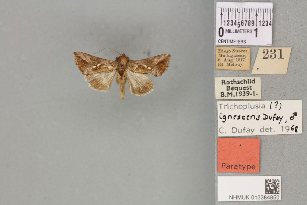 /filer/webapps/moths/media/images/I/ignescens_Plusia_PTM_BMNH_03a.jpg