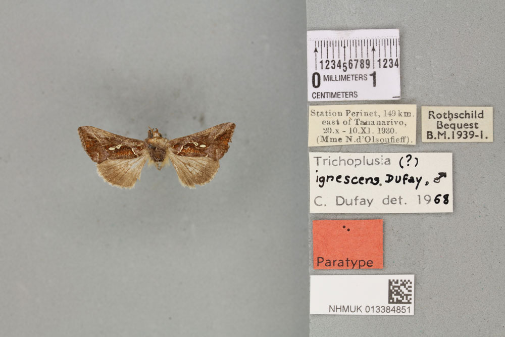 /filer/webapps/moths/media/images/I/ignescens_Plusia_PTM_BMNH_04a.jpg