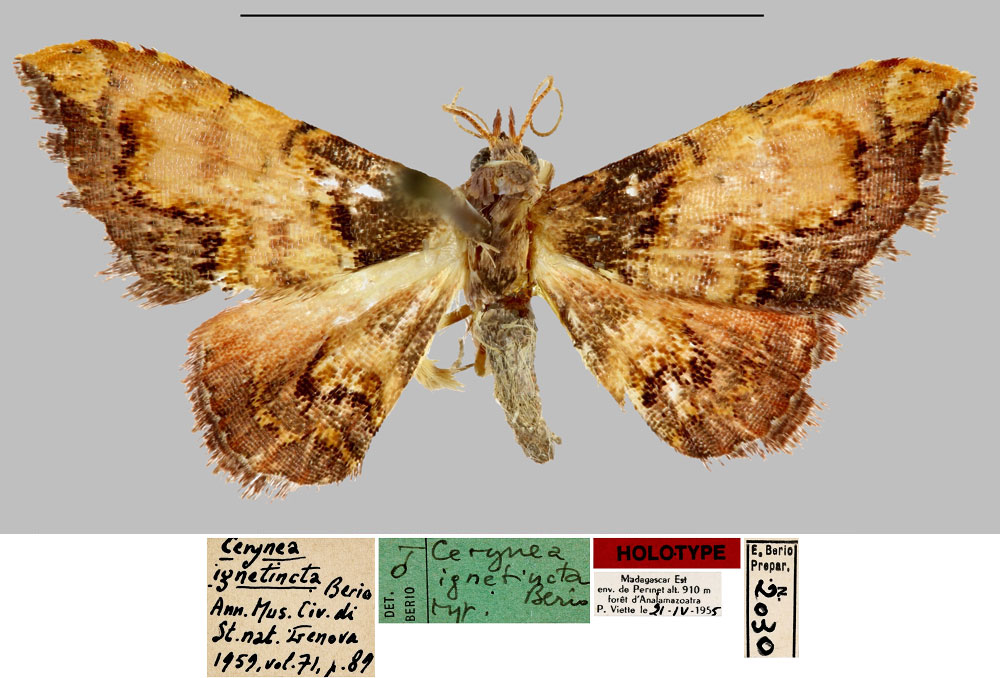 /filer/webapps/moths/media/images/I/ignetincta_Cerynea_HT_MNHN.jpg