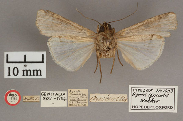 /filer/webapps/moths/media/images/I/ignicollis_Agrotis_HT_OUMNH_02.jpg