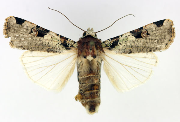 /filer/webapps/moths/media/images/I/ignicollis_Mentaxya_AF_Aulombard.jpg