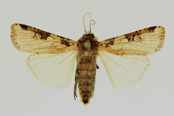 /filer/webapps/moths/media/images/I/ignicollis_Mentaxya_AF_RMCA.jpg