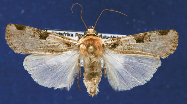 /filer/webapps/moths/media/images/I/ignicollis_Mentaxya_AF_Schellhorn.jpg