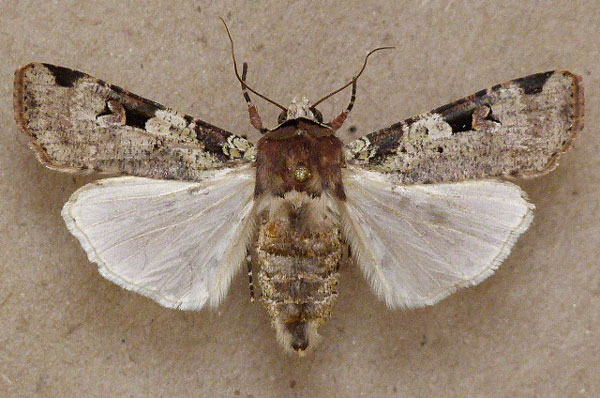 /filer/webapps/moths/media/images/I/ignicollis_Mentaxya_A_Butler.jpg