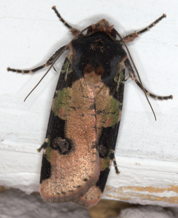 /filer/webapps/moths/media/images/I/ignicollis_Mentaxya_A_Heyns_01.jpg