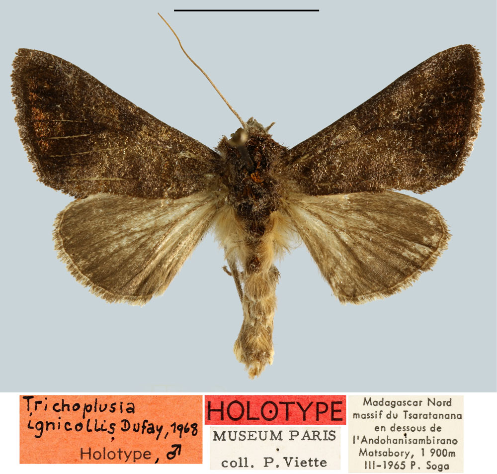 /filer/webapps/moths/media/images/I/ignicollis_Plusia_HT_MNHN.jpg