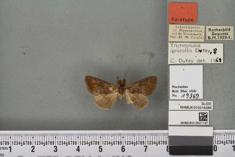 /filer/webapps/moths/media/images/I/ignicollis_Plusia_PTF_BMNHa.jpg