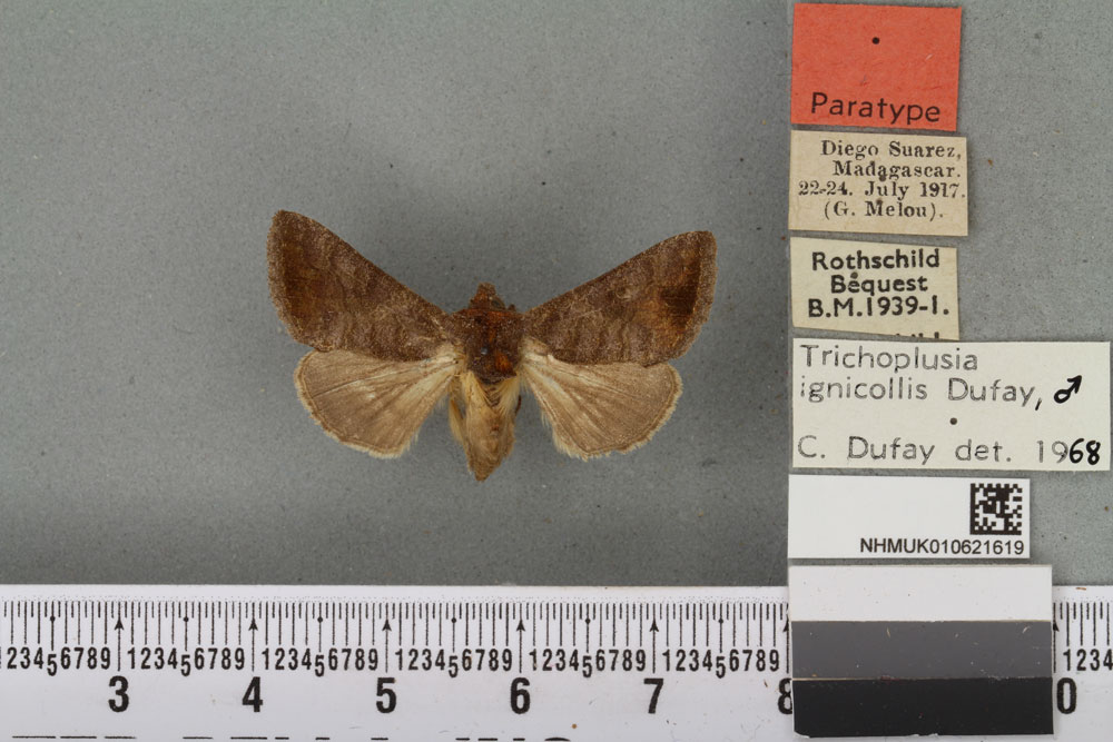 /filer/webapps/moths/media/images/I/ignicollis_Plusia_PTM_BMNH_05a.jpg