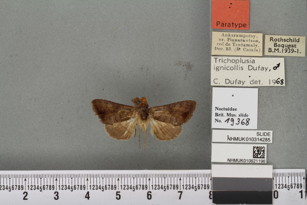 /filer/webapps/moths/media/images/I/ignicollis_Plusia_PTM_BMNHa.jpg