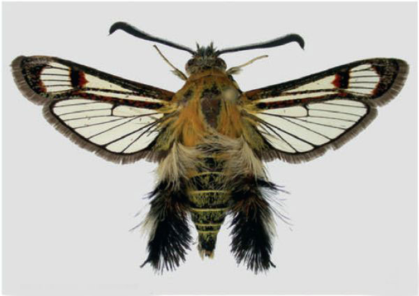 /filer/webapps/moths/media/images/I/ignidiscata_Melittia.jpg
