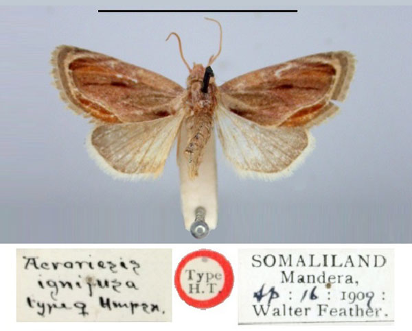 /filer/webapps/moths/media/images/I/ignifusa_Acroriesis_HT_BMNH.jpg