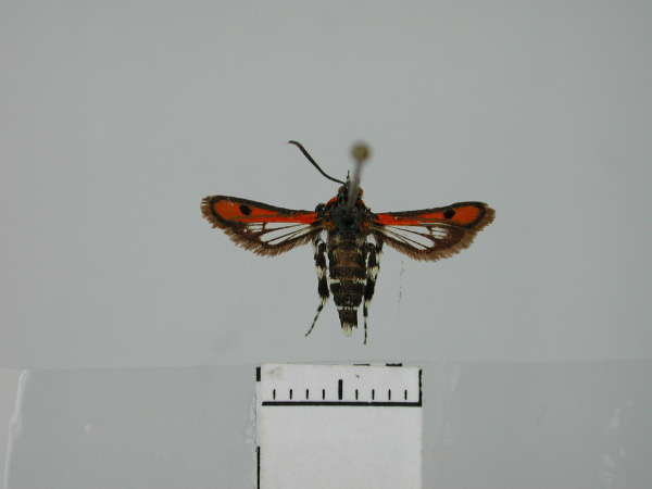 /filer/webapps/moths/media/images/I/ignivittata_Homogyna_AF_TMSA.jpg