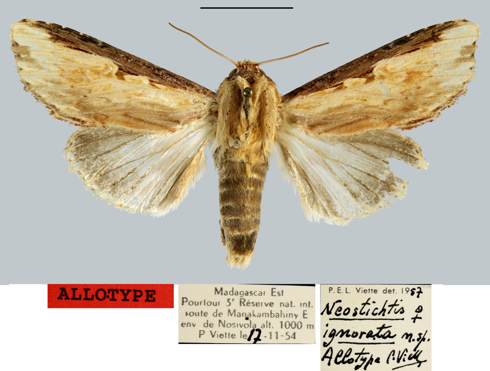 /filer/webapps/moths/media/images/I/ignorata_Neostichtis_AT_MNHN.jpg