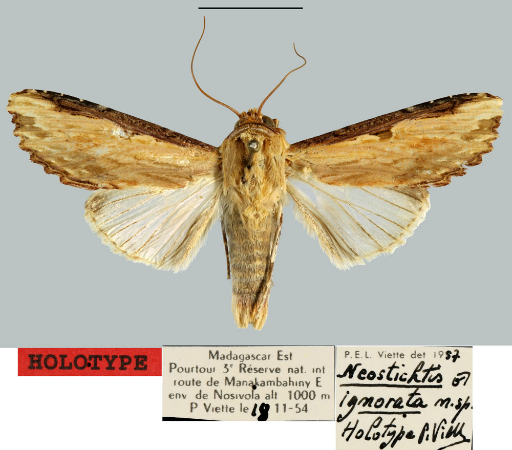 /filer/webapps/moths/media/images/I/ignorata_Neostichtis_HT_MNHN.jpg