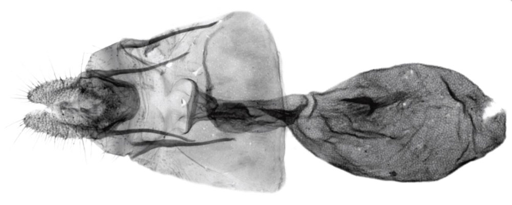 /filer/webapps/moths/media/images/I/iitae_Plinthograptis_GFHT_USNM.jpg