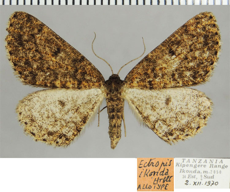 /filer/webapps/moths/media/images/I/ikonda_Ectropis_AT_ZSM.jpg
