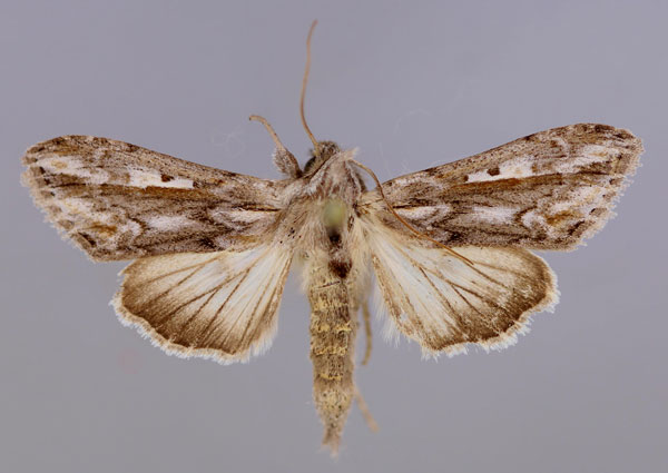 /filer/webapps/moths/media/images/I/ikondae_Cucullia_A_RMCA_01.jpg