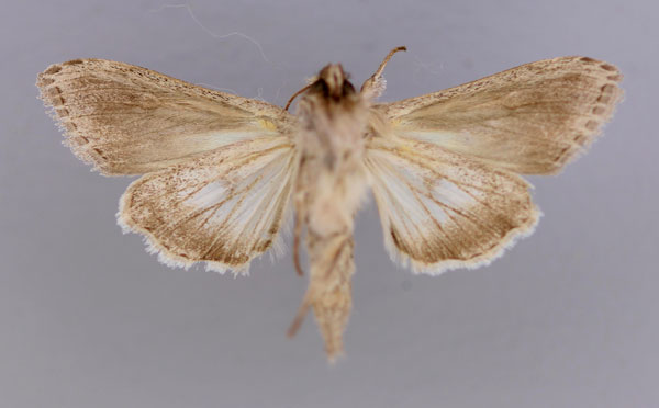 /filer/webapps/moths/media/images/I/ikondae_Cucullia_A_RMCA_02.jpg