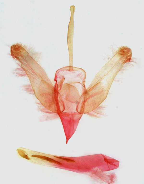 /filer/webapps/moths/media/images/I/ikondae_Mesoligia_GMHT_MSNM_5011.jpg