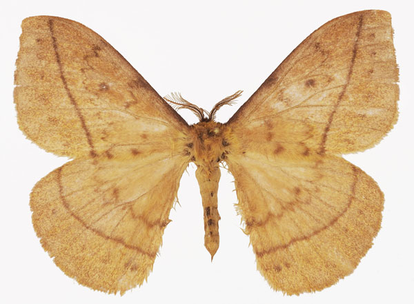 /filer/webapps/moths/media/images/I/ikondae_Tagoropsiella_AM_Basquina.jpg