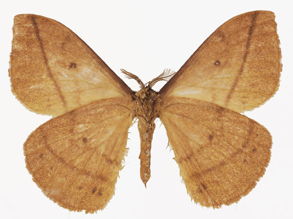 /filer/webapps/moths/media/images/I/ikondae_Tagoropsiella_AM_Basquinb.jpg