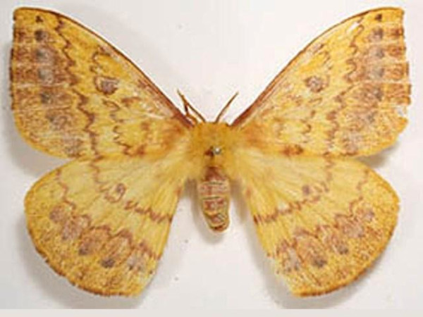 /filer/webapps/moths/media/images/I/ikondae_Tagoropsiella_A_Legrain.jpg