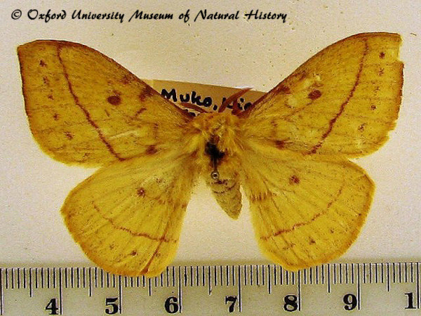 /filer/webapps/moths/media/images/I/ikondae_Tagoropsiella_A_OUMNH.jpg