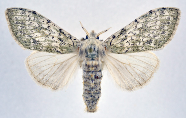 /filer/webapps/moths/media/images/I/ila_Griveaudyria_AF_NHMO.jpg