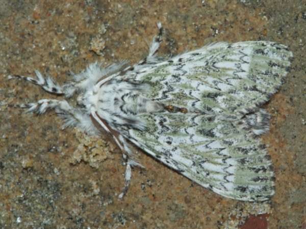 /filer/webapps/moths/media/images/I/ila_Griveaudyria_A_Grimm.jpg