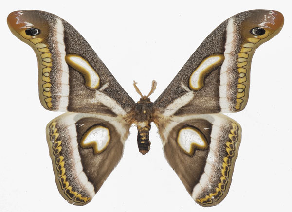 /filer/webapps/moths/media/images/I/ileshana_Epiphora_AM_Basquina.jpg