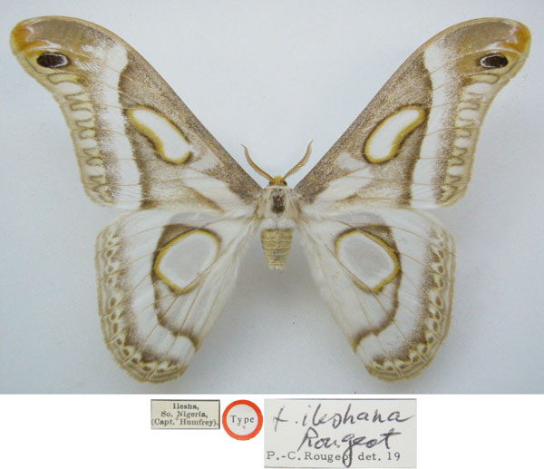 /filer/webapps/moths/media/images/I/ileshana_Epiphora_HT_NHMUKa.jpg