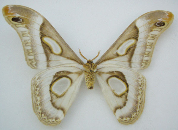 /filer/webapps/moths/media/images/I/ileshana_Epiphora_HT_NHMUKb.jpg