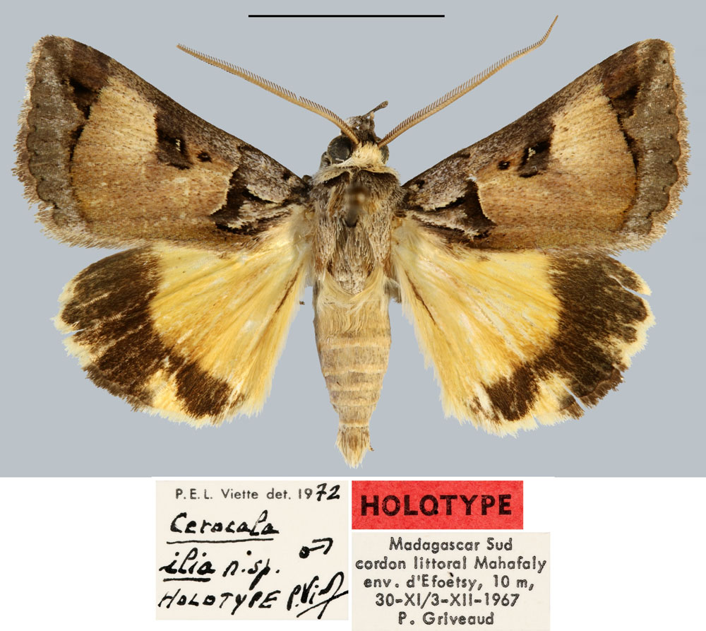 /filer/webapps/moths/media/images/I/ilia_Cerocala_HT_MNHN.jpg