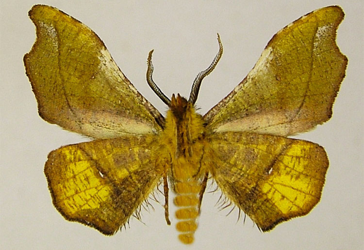 /filer/webapps/moths/media/images/I/ilicina_Sphingomima_HT_ZSMb.jpg