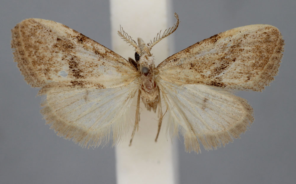 /filer/webapps/moths/media/images/I/illaudata_Vandamia_HT_BMNH.jpg