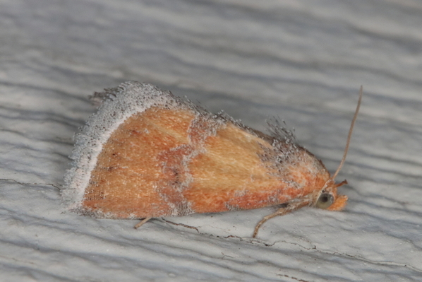 /filer/webapps/moths/media/images/I/illimitata_Eublemma_A_Heyns_02.JPG