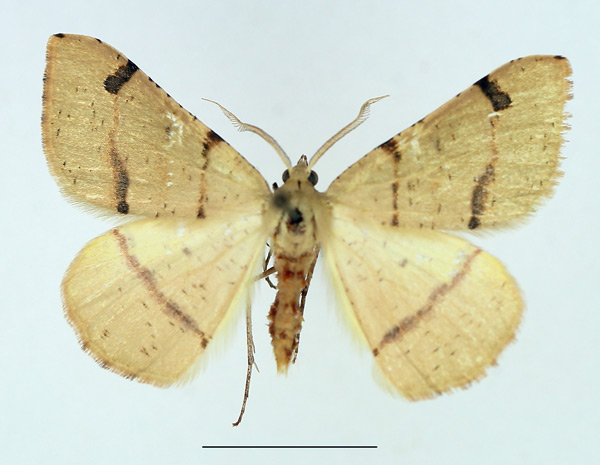 /filer/webapps/moths/media/images/I/illiturata_Lhommeia_AM_TMSA.jpg