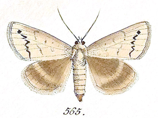 /filer/webapps/moths/media/images/I/illunaris_Clytie_A_Hubner_565.jpg