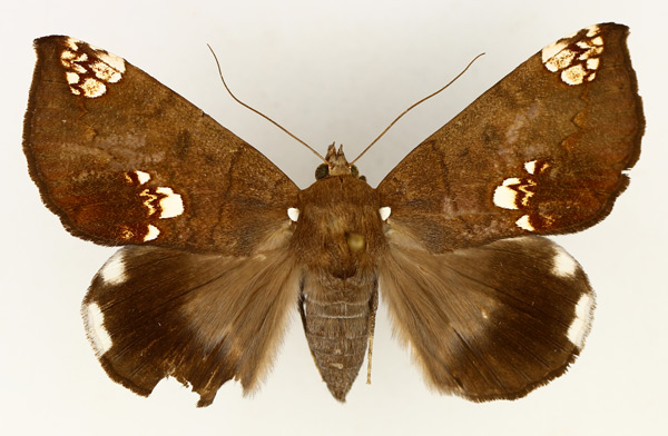 /filer/webapps/moths/media/images/I/illustrata_Achaea_AF_TMSA_01.jpg