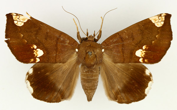/filer/webapps/moths/media/images/I/illustrata_Achaea_AF_TMSA_02.jpg