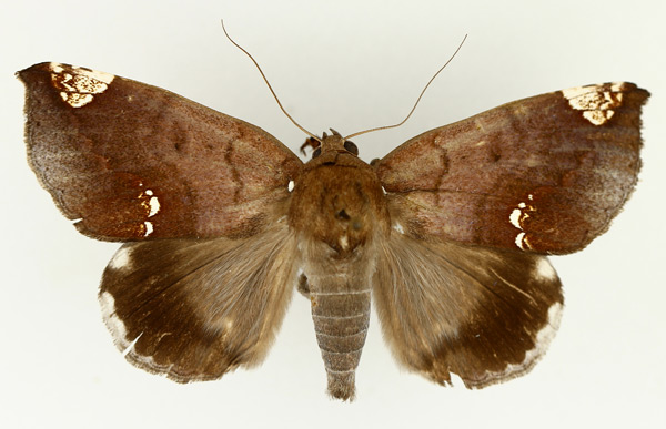 /filer/webapps/moths/media/images/I/illustrata_Achaea_AM_TMSA_02.jpg