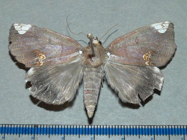 /filer/webapps/moths/media/images/I/illustrata_Achaea_A_Goff.jpg