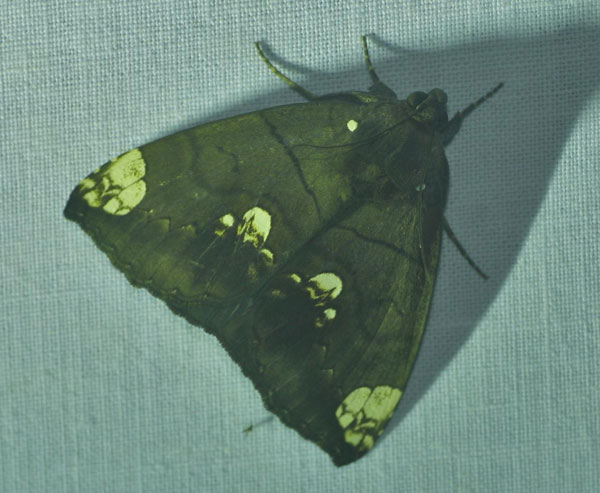 /filer/webapps/moths/media/images/I/illustrata_Achaea_A_Jorpeland.jpg