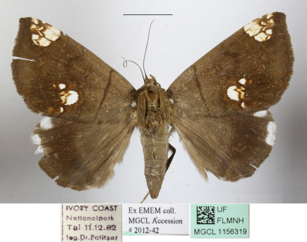 /filer/webapps/moths/media/images/I/illustrata_Achaea_A_MGCLa_01.JPG