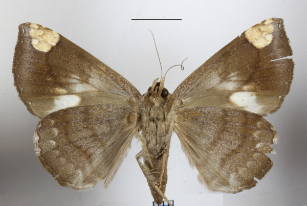 /filer/webapps/moths/media/images/I/illustrata_Achaea_A_MGCLb_01.JPG