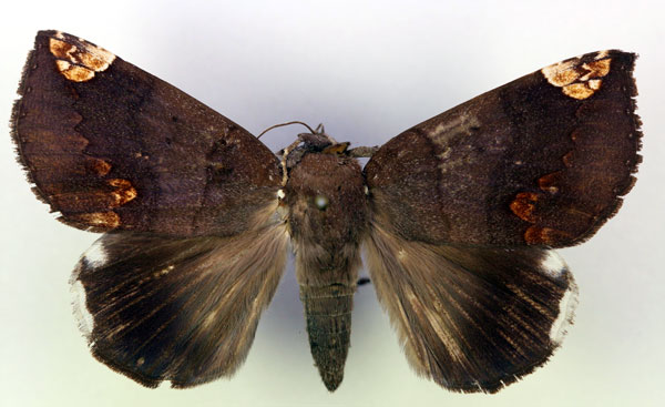 /filer/webapps/moths/media/images/I/illustrata_Achaea_A_RMCA.jpg