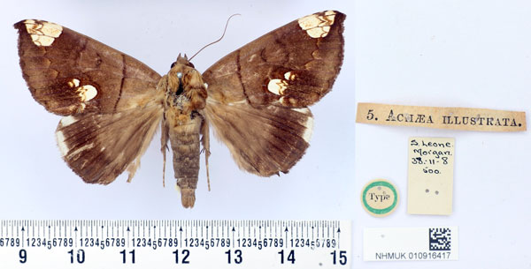 /filer/webapps/moths/media/images/I/illustrata_Achaea_HT_BMNH.jpg