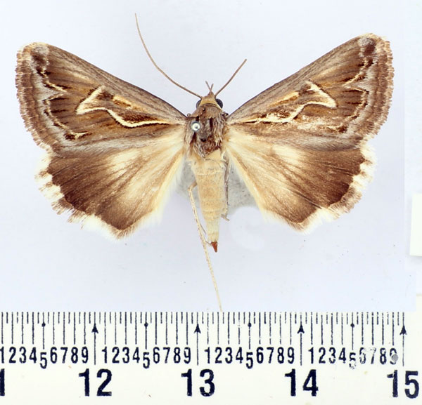 /filer/webapps/moths/media/images/I/illustrata_Cerocala_AF_BMNH.jpg
