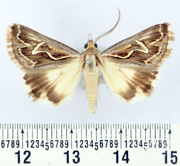 /filer/webapps/moths/media/images/I/illustrata_Cerocala_AM_BMNH.jpg