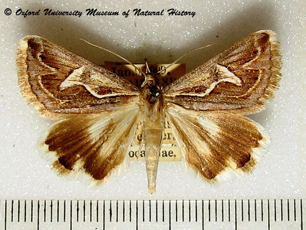 /filer/webapps/moths/media/images/I/illustrata_Cerocala_A_OUMNH.jpg